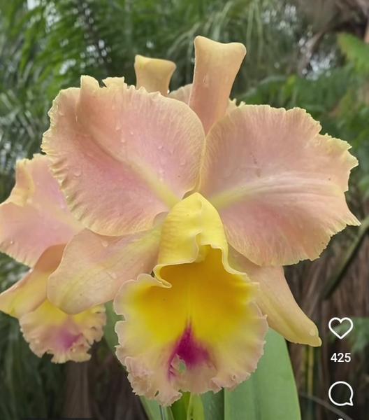 Imagem de Kit - 6 Orquídeas Cattleya Adultas