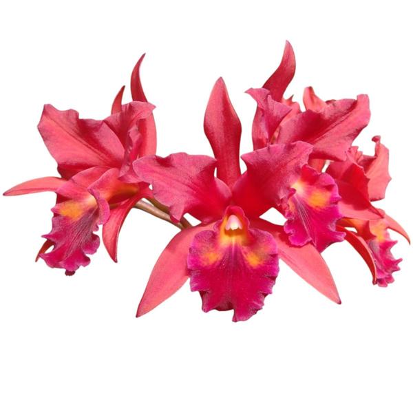 Imagem de Kit 6 Orquídeas Cattleya Renomadas E Identificadas - Colecionadores