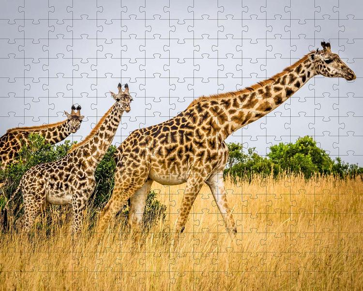 Imagem de Kit 6 Quebra-cabeças Girafas treino cognitivo para idosos