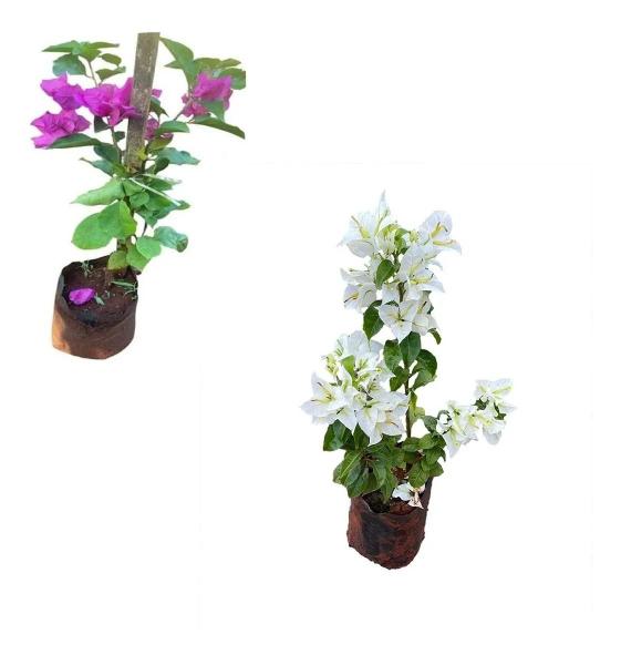 Imagem de Kit Com 2 Mudas De Primavera Bougainvillea - Branca + Roxa