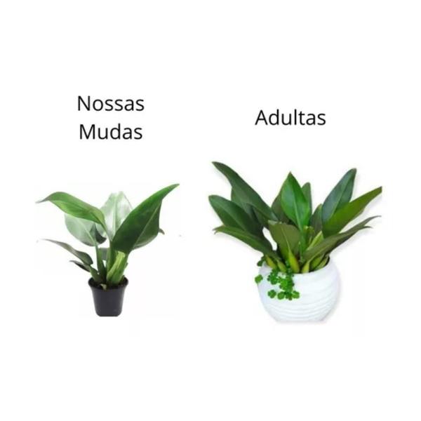 Imagem de Kit Com 2 Mudas Natural Philodendron Pacova Decoração