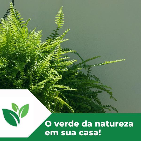 Kit Com 3 Buquês De Samambaia Escura Artificial De 18 Galhos - Vai de Tech Imagem de Kit Com 3 Buquês De Samambaia Escura Artificial De 18 Galhos