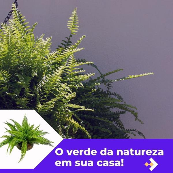 Kit Com 3 Buquês De Samambaia Escura Artificial De 18 Galhos - Vai de Tech Imagem de Kit Com 3 Buquês De Samambaia Escura Artificial De 18 Galhos