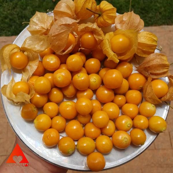 Kit com 3 Geleia Extra de Physalis - 320g - Fazenda Sonnenhof Imagem de Kit com 3 Geleia Extra de Physalis - 320g - Fazenda Sonnenhof