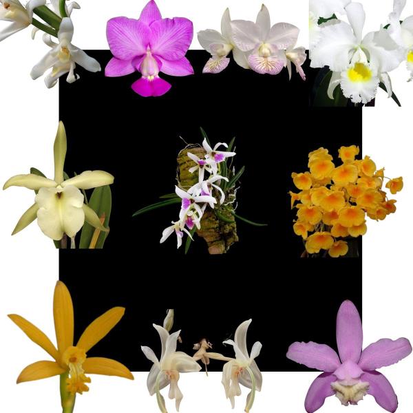 Imagem de Kit De 10 Orquidea Exotica Selecionadas - Cod 01