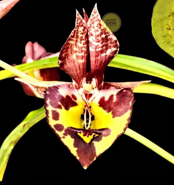 Imagem de Kit De 5 Catasetum Cod 89