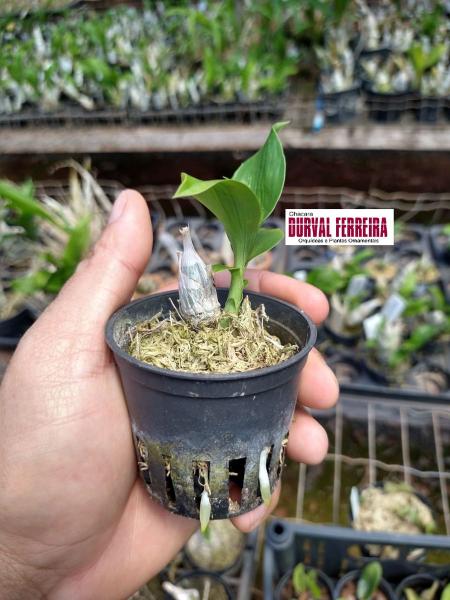 Imagem de Kit De 6 Orquidea Catasetum Especie Selecionadas - Cod 02