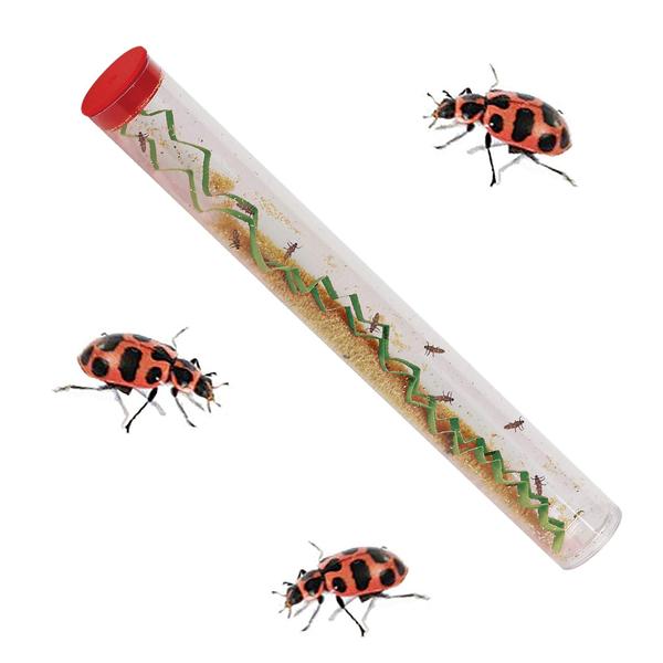 Imagem de Kit de cultivo de joaninhas Insect Lore Ladybug Land com 10-15 larvas