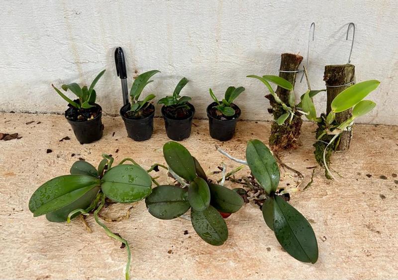 Kit I Mudas de Orquídeas Variadas - Jardim com Flores Imagem de Kit I Mudas de Orquídeas Variadas