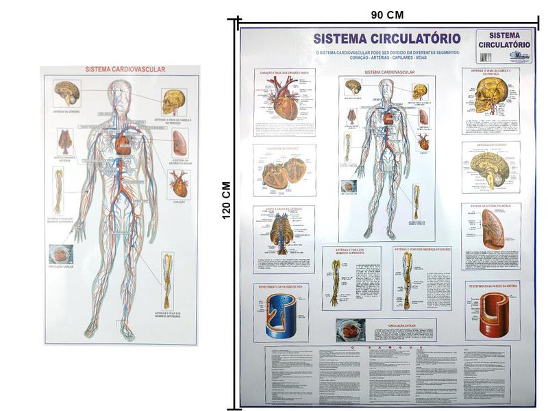 Imagem de Kit Mapa do Corpo Humano Sistema Respiratório Digestório Circulatório Esquelético e Anatomia Muscular