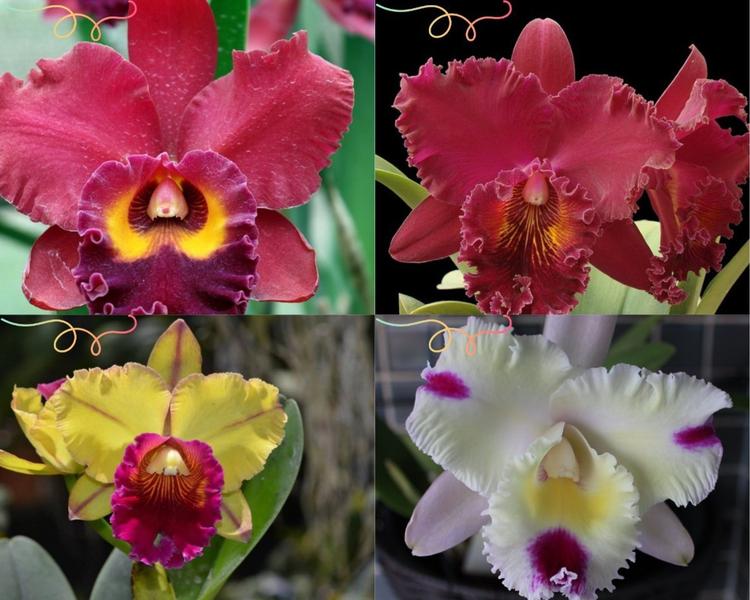 Imagem de Kit Orquideas 10 Mudas Pré Adultas Cattleya Lindas e Variadas