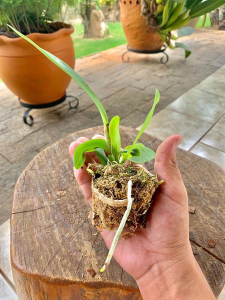 Imagem de Kit Orquideas 10 Mudas Pré Adultas Cattleya Lindas e Variadas