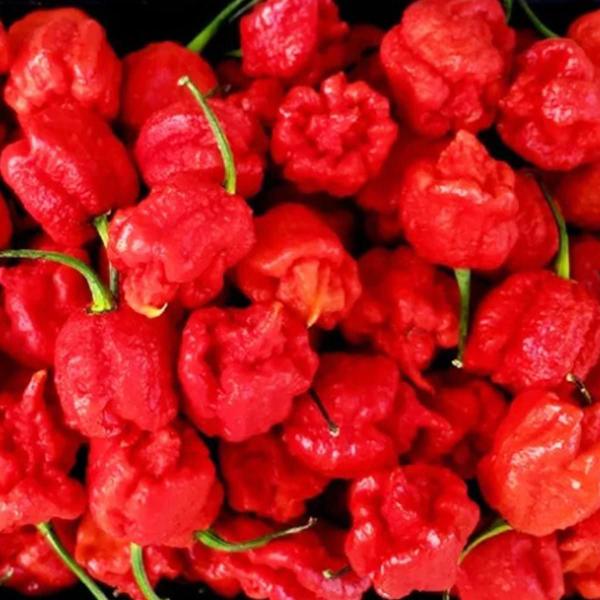 Kit Pimenta Carolina Reaper Mais Ardida do Mundo no Azeite 100ml e Molho 60ml Fogo Mineiro Imagem de Kit Pimenta Carolina Reaper Mais Ardida do Mundo no Azeite 100ml e Molho 60ml Fogo Mineiro