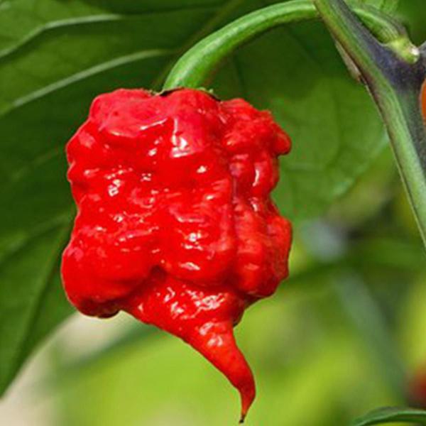 Kit Pimenta Carolina Reaper Mais Ardida do Mundo no Azeite 100ml e Molho 60ml Fogo Mineiro Imagem de Kit Pimenta Carolina Reaper Mais Ardida do Mundo no Azeite 100ml e Molho 60ml Fogo Mineiro
