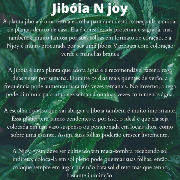 Imagem de Kit Plantas Muda Jiboia Njoy + Jiboia Prateada Ornamental