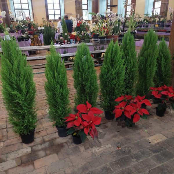 Imagem de Kit Tuia Holandesa Pinheiro de Natal + 3 Bicos de Papagaio