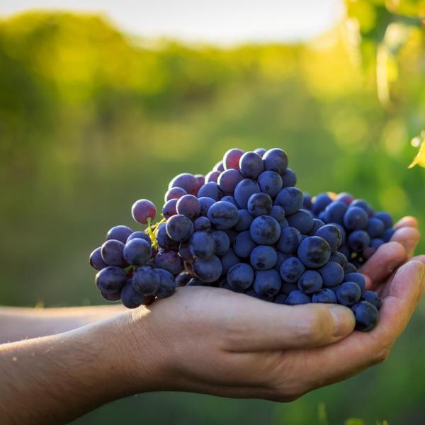 Imagem de Kit Uvas - Uva Bordo, Isabel, Niagara Rosa