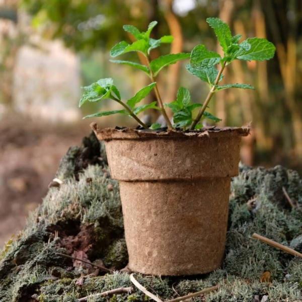 Imagem de KIT Vasos Biodegradáveis Grande (3 unidades) NAGMOBIO