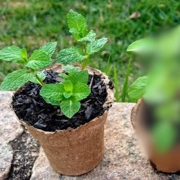 Imagem de KIT Vasos Biodegradáveis Grande (5 unidades) NAGMOBIO