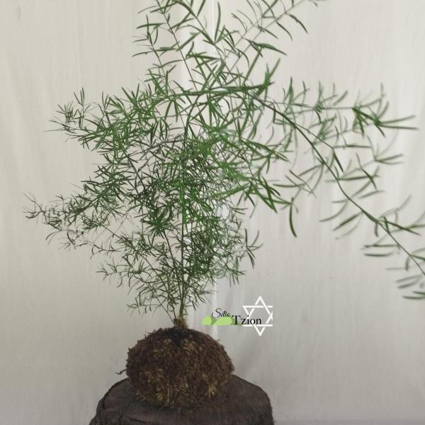 Imagem de Kokedama Aspargo Alfinete - Arranjo Decoração Natural Para Interior E Exterior