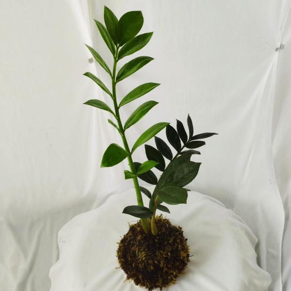 Imagem de Kokedama Natural Da Planta Zamioculca Arte Japonesa