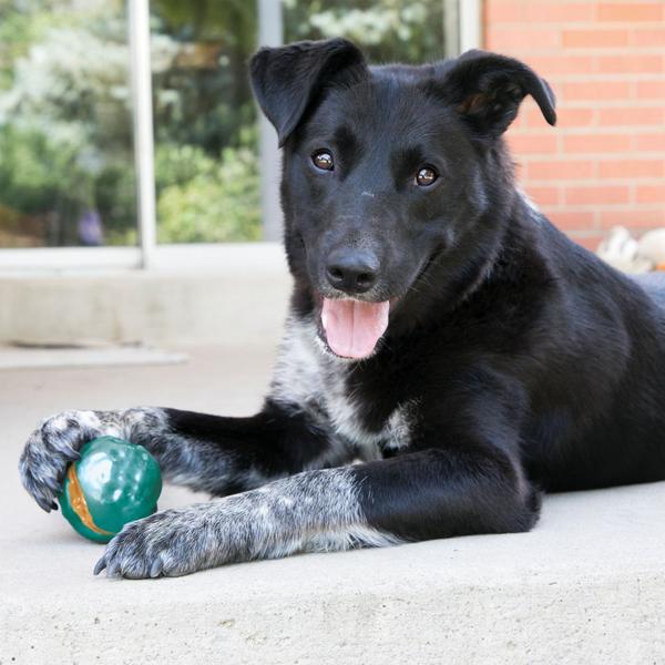 Kong chichewy ball assorted medium p/ cães Imagem de Kong chichewy ball assorted medium p/ cães