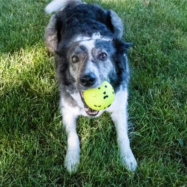 Imagem de Kong Reflex Brinquedo Aquático Bola Resistente Para Cães - G