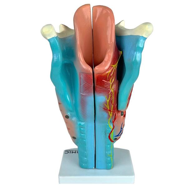 Imagem de Laringe Ampliada em 3 Partes, Anatomia