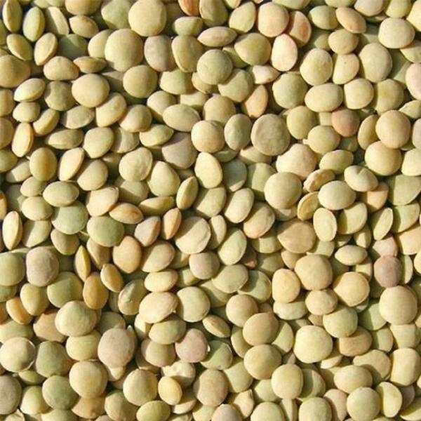 Lentilha Comum - 5kg - N4 NATURAL Imagem de Lentilha Comum - 5kg
