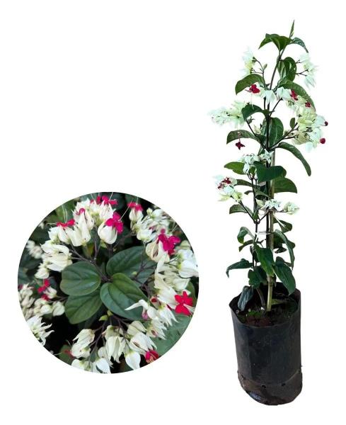 Linda Muda De Trepadeira Lágrima De Cristo - AMK - Jardinagem e Paisagismo Imagem de Linda Muda De Trepadeira Lágrima De Cristo