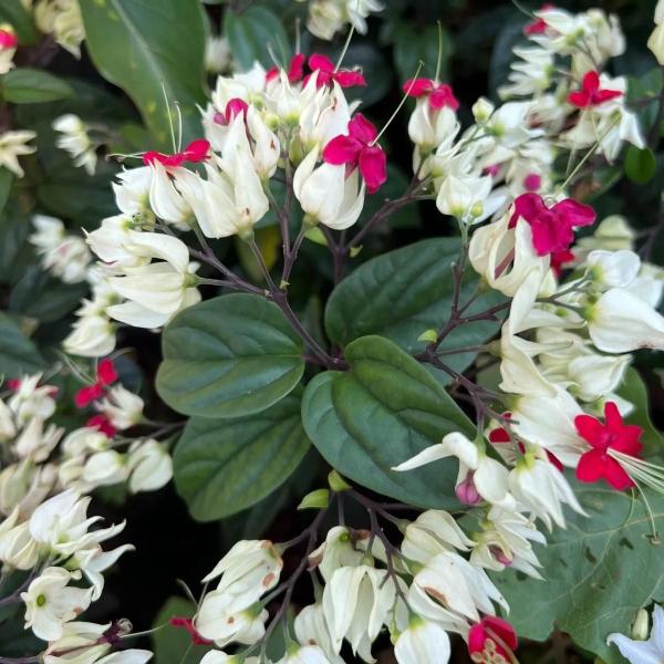 Linda Muda De Trepadeira Lágrima De Cristo - AMK - Jardinagem e Paisagismo Imagem de Linda Muda De Trepadeira Lágrima De Cristo