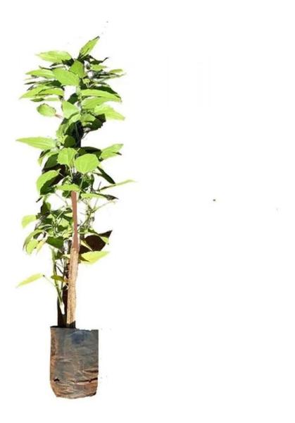 Linda Muda De Tumbérgia Branca - Trepadeira - AMK - Jardinagem e Paisagismo Imagem de Linda Muda De Tumbérgia Branca - Trepadeira