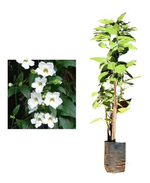 Linda Muda De Tumbérgia Branca - Trepadeira - AMK - Jardinagem e Paisagismo Imagem de Linda Muda De Tumbérgia Branca - Trepadeira