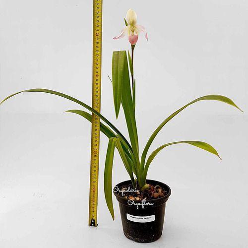 Imagem de Linda Orquídea Sapatinho Flor Phragmipedium Sedenii Vaso Envasada Planta Adulta