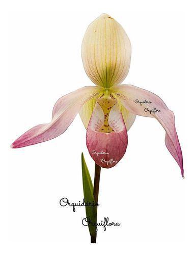 Imagem de Linda Orquídea Sapatinho Flor Phragmipedium Sedenii Vaso Envasada Planta Adulta