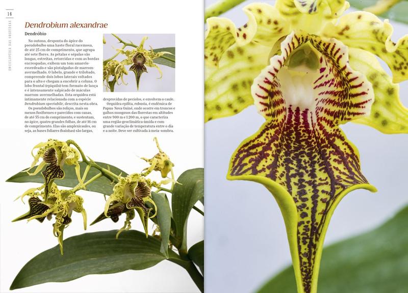 Livro - Enciclopédia das Orquídeas - Volume 8 Imagem de Livro - Enciclopédia das Orquídeas - Volume 8