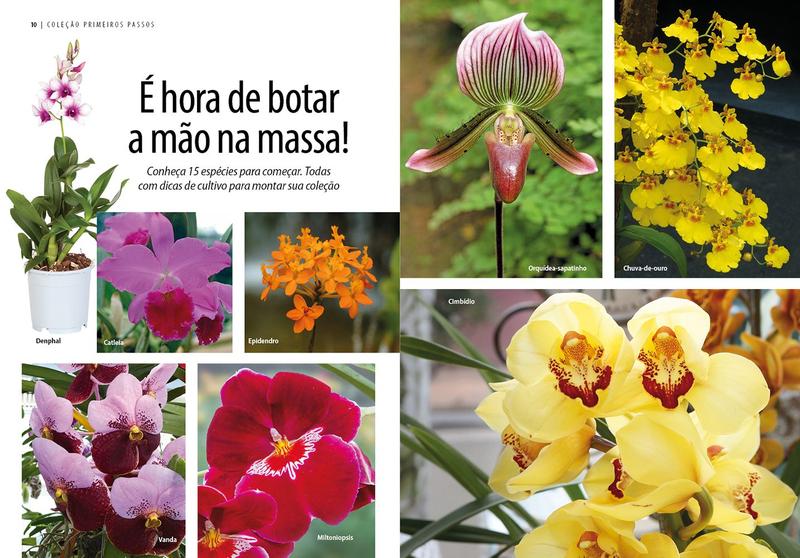 Imagem de Livro - Guia Prático de Orquídeas 3 - 15 Espécies Para Começar