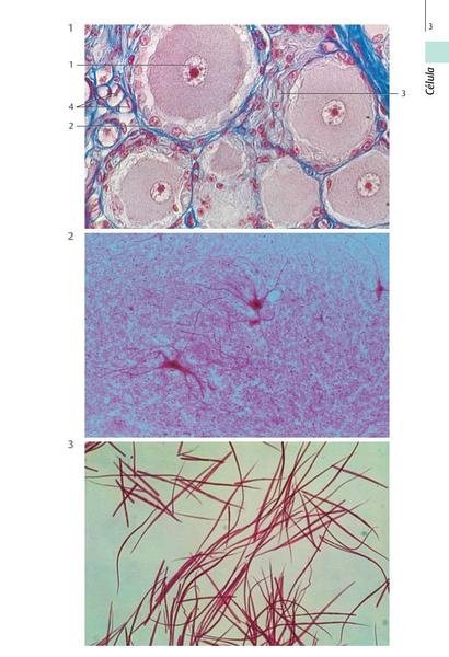 Imagem de Livro - Histologia