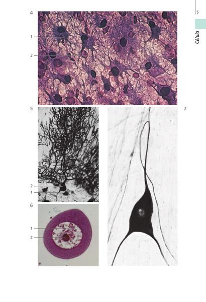 Imagem de Livro - Histologia