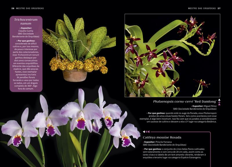 Imagem de Livro - Mestre das Orquídeas - Volume 1: Cattleya labiata