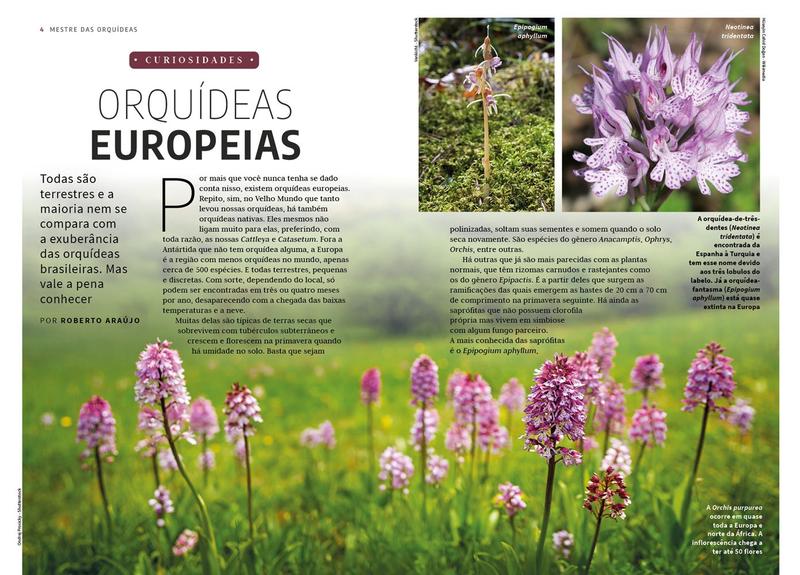 Livro - Mestre das Orquídeas - Volume 11: Paphiopedilum Imagem de Livro - Mestre das Orquídeas - Volume 11: Paphiopedilum