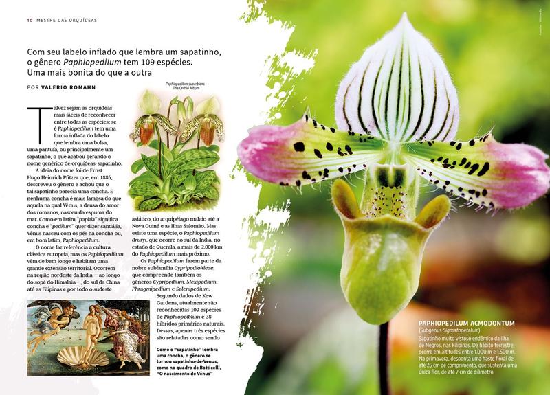 Livro - Mestre das Orquídeas - Volume 11: Paphiopedilum Imagem de Livro - Mestre das Orquídeas - Volume 11: Paphiopedilum