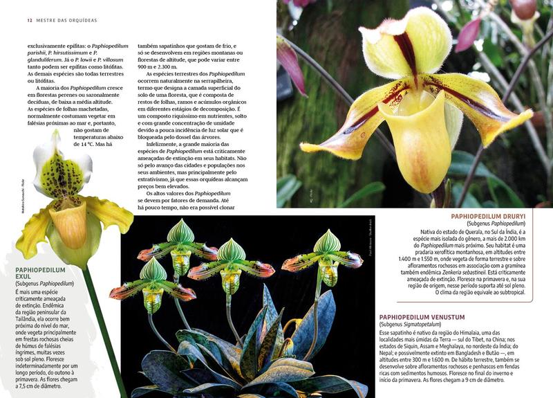 Livro - Mestre das Orquídeas - Volume 11: Paphiopedilum Imagem de Livro - Mestre das Orquídeas - Volume 11: Paphiopedilum
