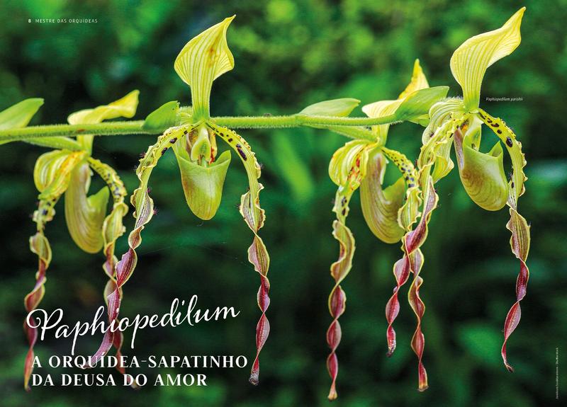 Livro - Mestre das Orquídeas - Volume 11: Paphiopedilum Imagem de Livro - Mestre das Orquídeas - Volume 11: Paphiopedilum