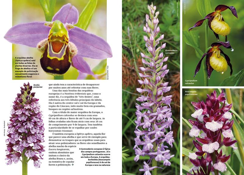 Livro - Mestre das Orquídeas - Volume 11: Paphiopedilum Imagem de Livro - Mestre das Orquídeas - Volume 11: Paphiopedilum