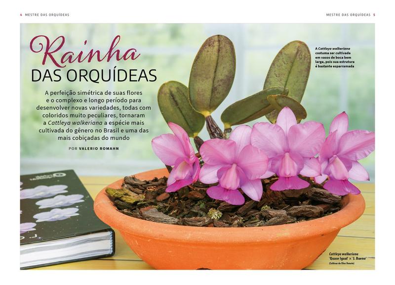 Imagem de Livro - Mestre das Orquídeas - Volume 15: A enfeitiçada Cattleya walkeriana