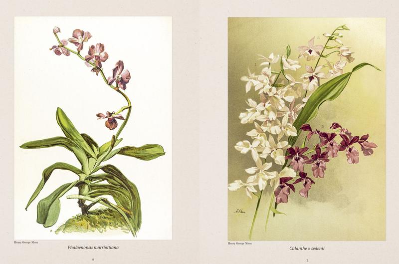 Livro - Orquídeas Ilustradas - Volume 3 Imagem de Livro - Orquídeas Ilustradas - Volume 3