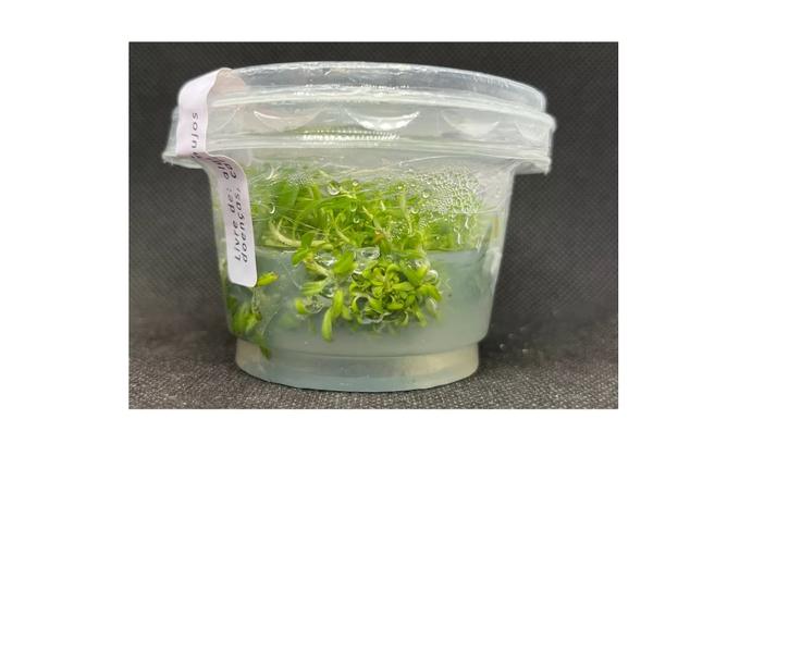 Imagem de Ludwigia Glandulosa - Aquaplante Plantas In Vitro