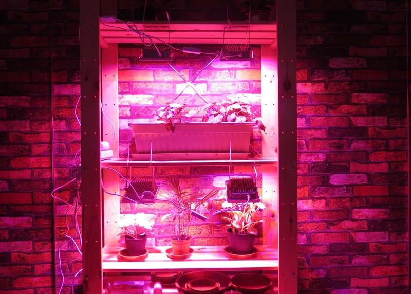 Imagem de Luzes LED de cultivo ACKE Full Spectrum 12W para plantas de interior