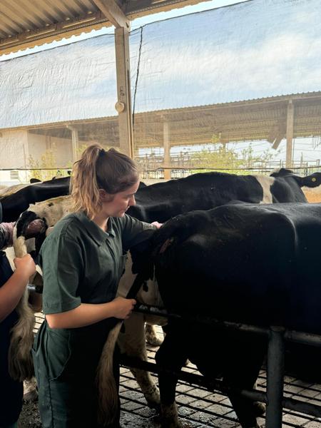 Imagem de Macacão Veterinário Femenino * Brim leve 100% Algodão / Manga Curta Verde Escuro Musgo.